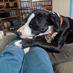 Meet your Posher, Maya